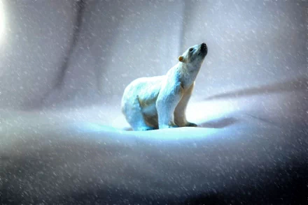  Lost Polar Bear