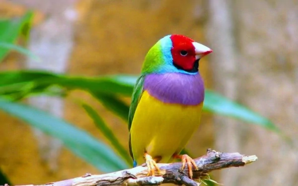 A vibrant Gouldian finch perched on a branch, showcasing its striking red, green, blue, and yellow plumage. This colorful bird serves as a captivating HD desktop wallpaper.
