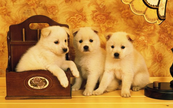 Animal Akita Dogs HD Wallpaper | Background Image