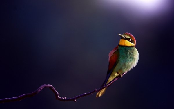 Animal Bee-eater Birds Bee-Eaters Bird HD Wallpaper | Background Image