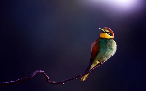 A vibrant bee-eater bird perches on a slender branch, showcasing its striking colors against a softly blurred background, creating an engaging HD desktop wallpaper.