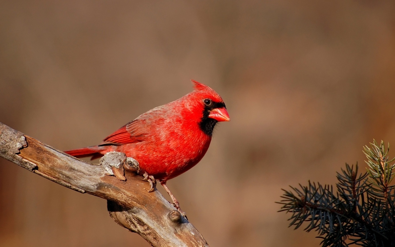 Animal Cardinal HD Wallpaper | Background Image