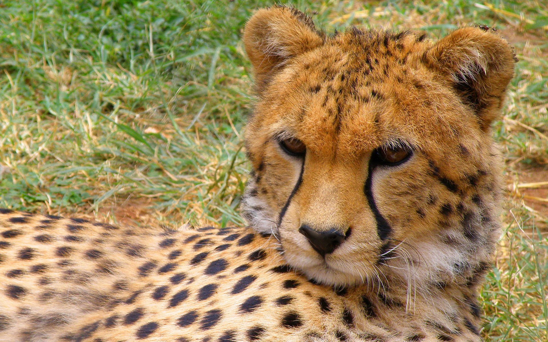 Cheetah HD Wallpaper