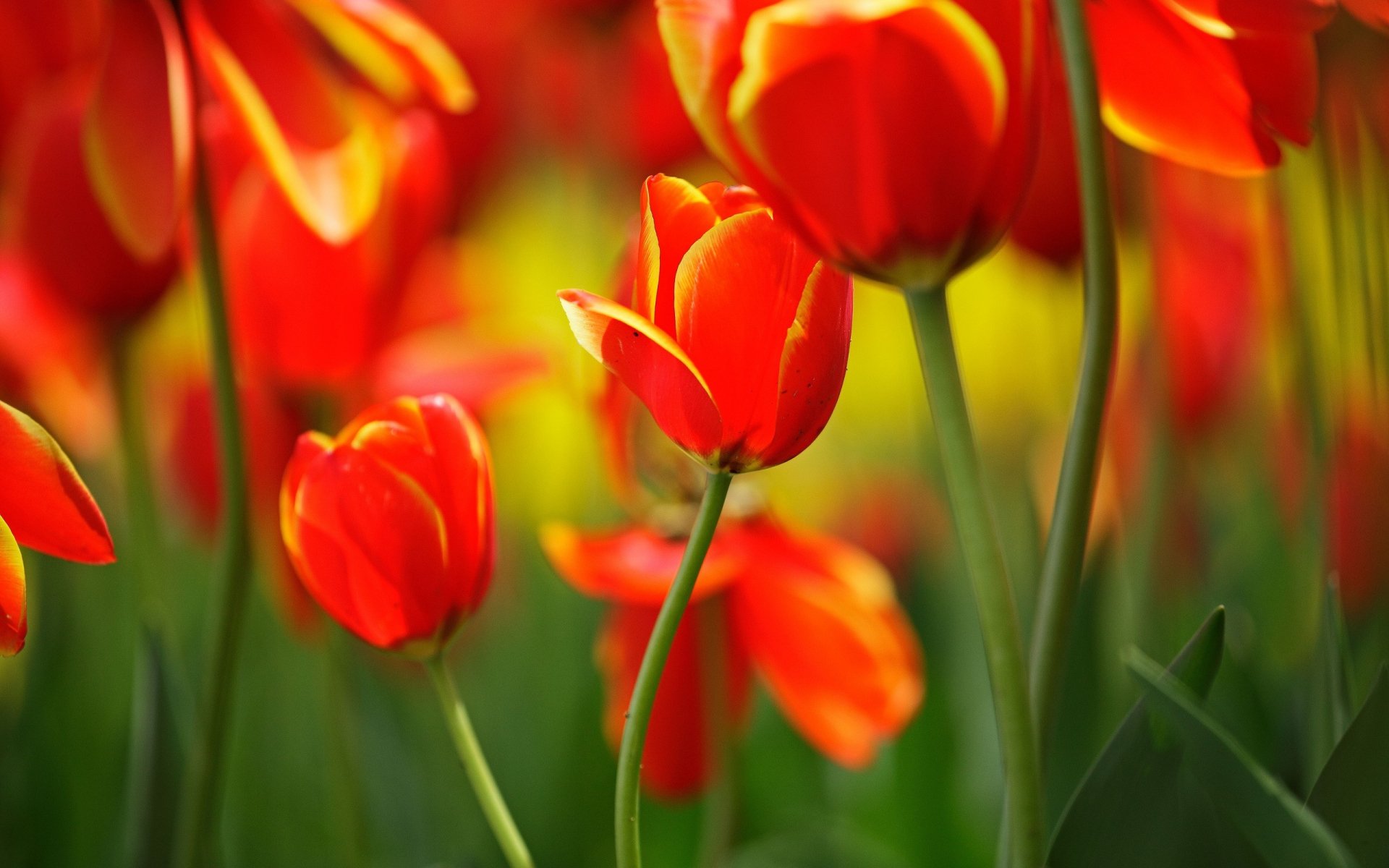 Download Red Flower Flower Nature Tulip HD Wallpaper | 2560x1600 ...
