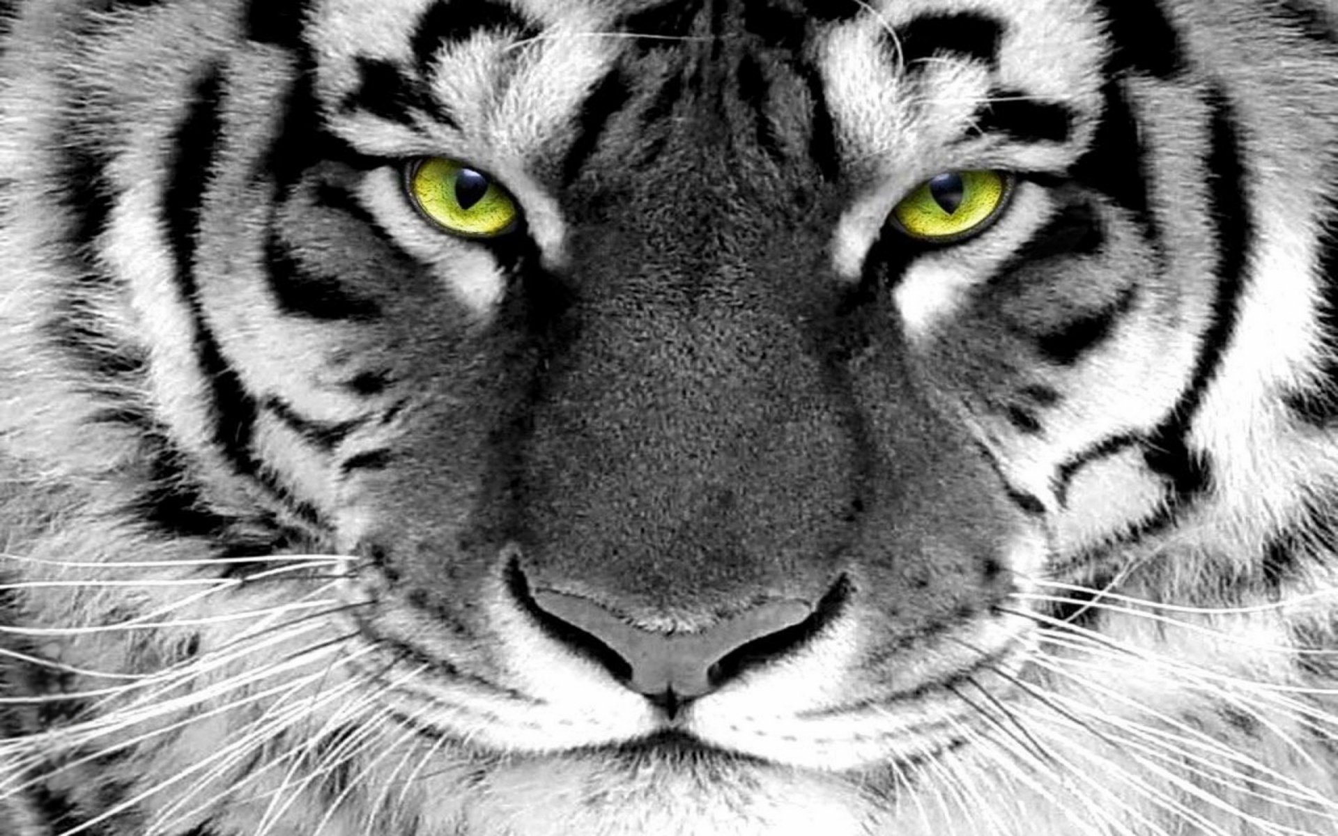 Download Animal Tiger HD Wallpaper