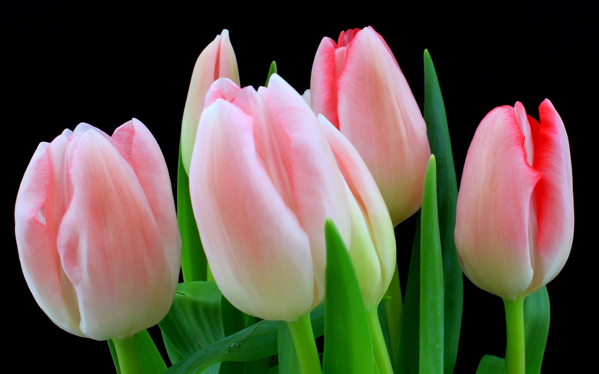 Tulip Full HD Wallpaper and Background Image | 2560x1600 | ID:380901