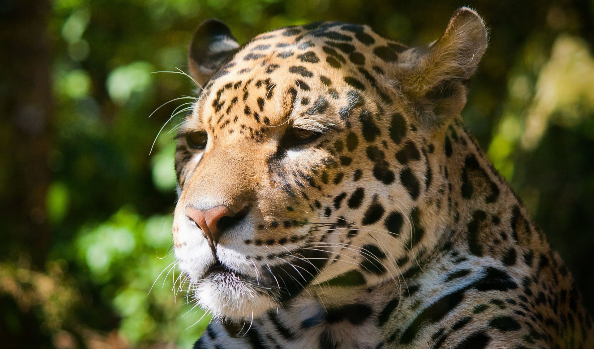 HD desktop wallpaper featuring a close-up of a jaguar with detailed fur patterns in a natural, green forest setting.