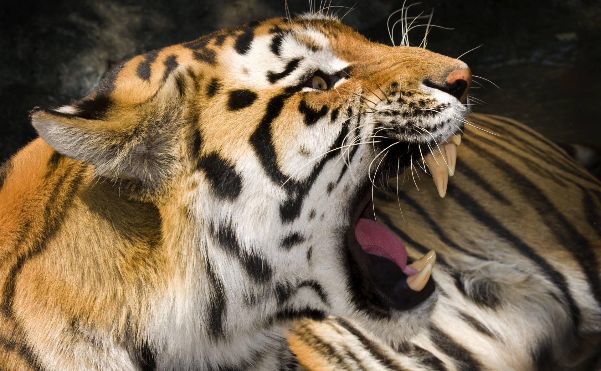 Download Animal Tiger 4k Ultra HD Wallpaper