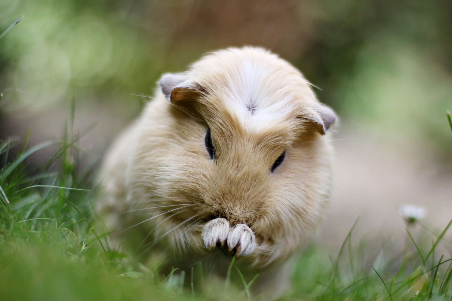 Close-up of a guinea pig in a lush green setting, showcasing its soft fur and curious expression. This HD image serves as an engaging desktop wallpaper and background.
