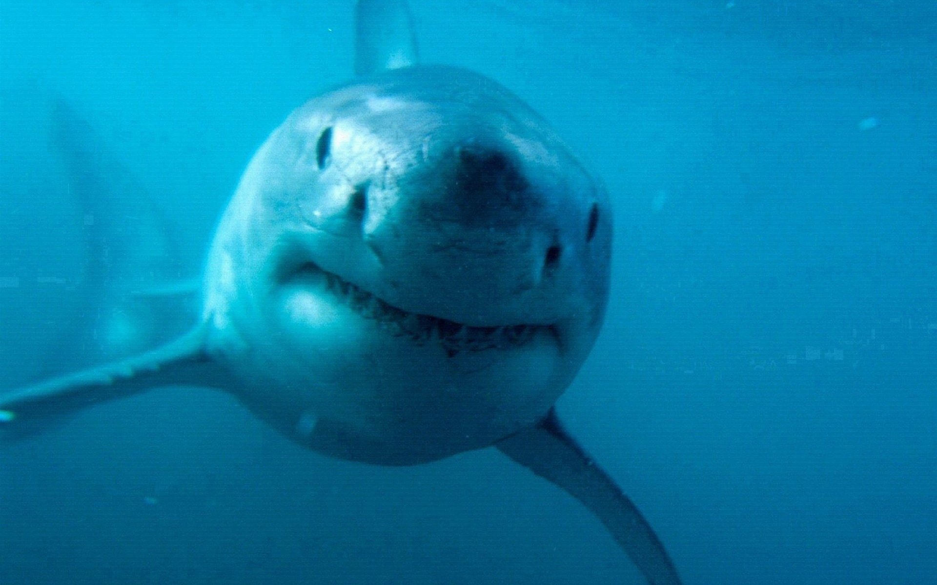 Close-up of a great white shark (animal) swimming toward the camera in blue water — HD PC desktop wallpaper and background.