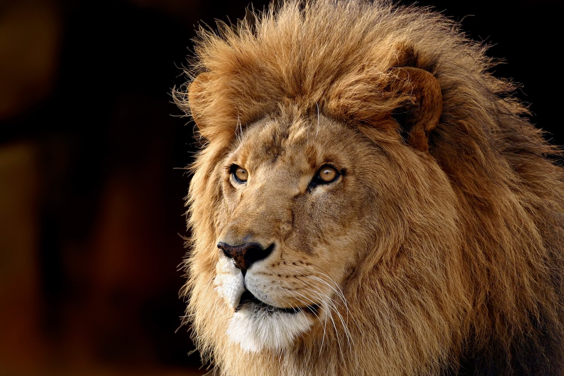 HD PC desktop wallpaper featuring a close-up of a majestic lion with a full mane against a dark, blurred background.