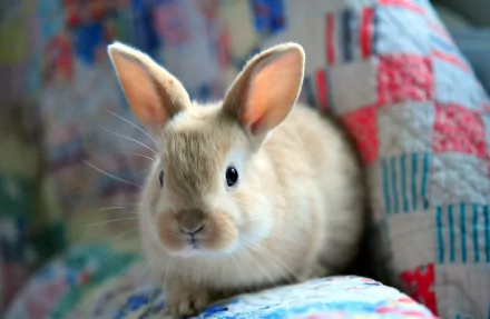 HD PC desktop wallpaper featuring a close-up of a light brown rabbit resting on a colorful quilted fabric with a blurred background.