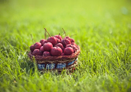 food berry HD Desktop Wallpaper | Background Image