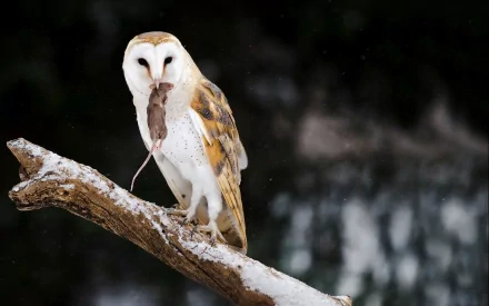 A barn owl perched on a branch, holding a mouse in its beak, set against a blurred, dark background. This image serves as a striking HD PC desktop wallpaper and background.