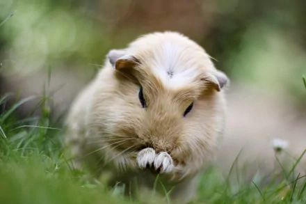 Close-up of a guinea pig in a lush green setting, showcasing its soft fur and curious expression. This HD image serves as an engaging desktop wallpaper and background.