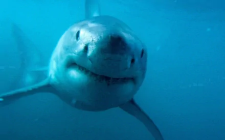 Close-up of a great white shark (animal) swimming toward the camera in blue water — HD PC desktop wallpaper and background.