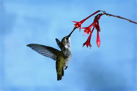 Animal hummingbird HD Desktop Wallpaper | Background Image