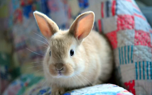 HD PC desktop wallpaper featuring a close-up of a light brown rabbit resting on a colorful quilted fabric with a blurred background.