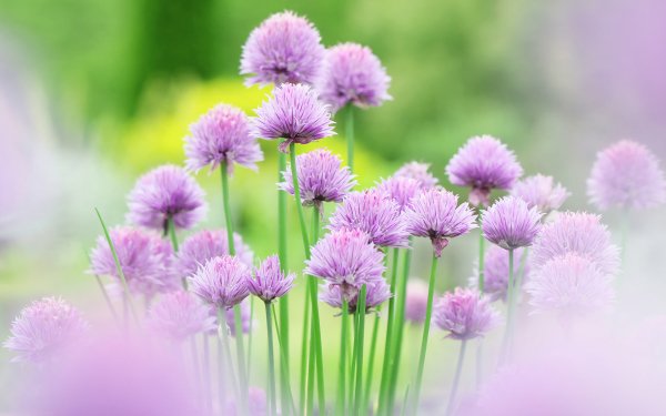 Earth Flower Flowers HD Wallpaper | Background Image