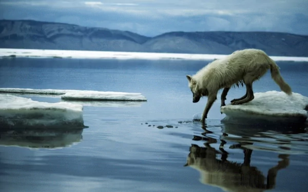 Animal arctic wolf HD Desktop Wallpaper | Background Image