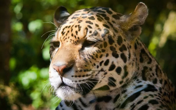 HD desktop wallpaper featuring a close-up of a jaguar with detailed fur patterns in a natural, green forest setting.
