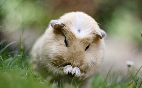 Close-up of a guinea pig in a lush green setting, showcasing its soft fur and curious expression. This HD image serves as an engaging desktop wallpaper and background.