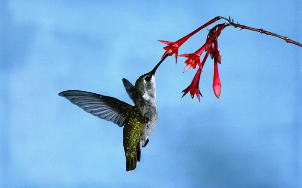 Animal hummingbird HD Desktop Wallpaper | Background Image