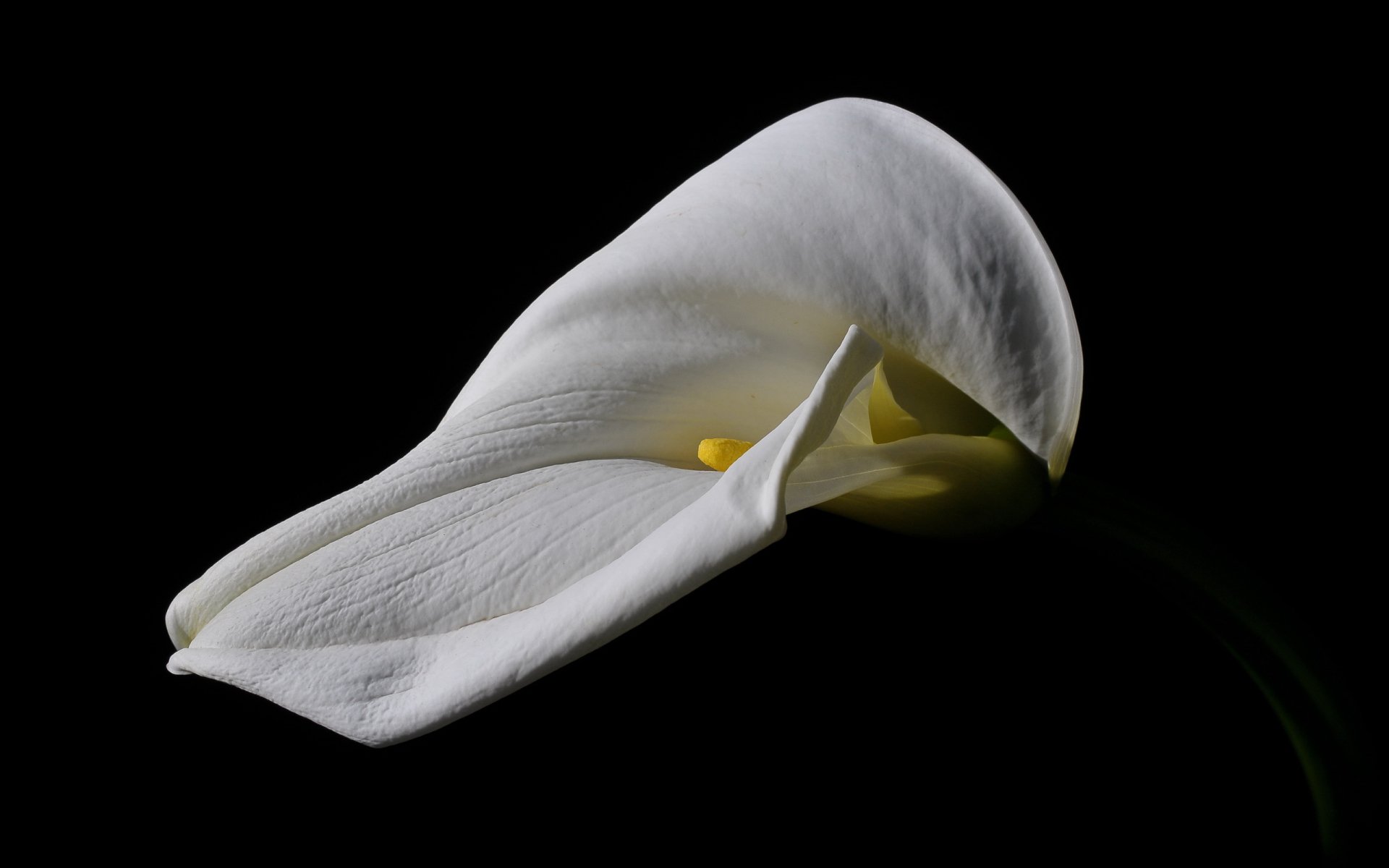 Arumlily Full HD Wallpaper and Background Image 2560x1600 ID381263