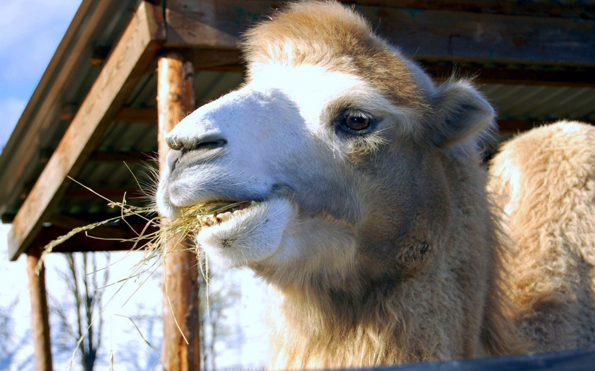 Close-up HD desktop wallpaper of a camel chewing hay, with a rustic wooden shelter and clear sky in the background.