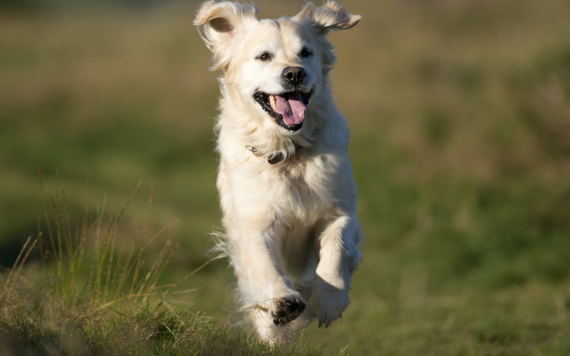 Köpek HD Duvar kağıdı Arka plan 2560x1600 ID381645 Wallpaper Abyss