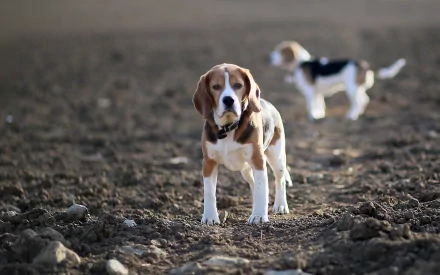 HD desktop wallpaper featuring a beagle standing on a textured dirt field with another beagle blurred in the background.