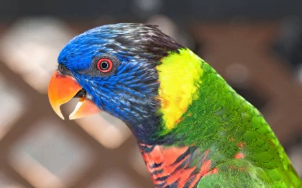 A vibrant rainbow lorikeet captures attention with its striking blue, green, and red plumage, making this HD wallpaper an eye-catching addition to any desktop background.