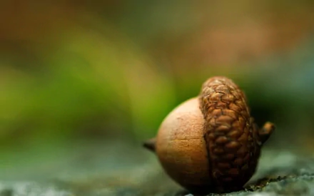 nature acorn HD Desktop Wallpaper | Background Image