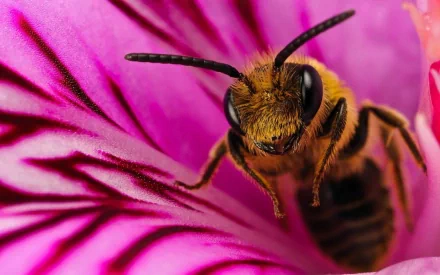 Animal bee HD Desktop Wallpaper | Background Image