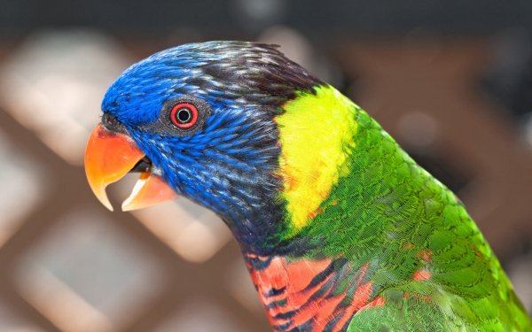 Animal Rainbow Lorikeet Birds Parrots Bird Parrot HD Wallpaper | Background Image