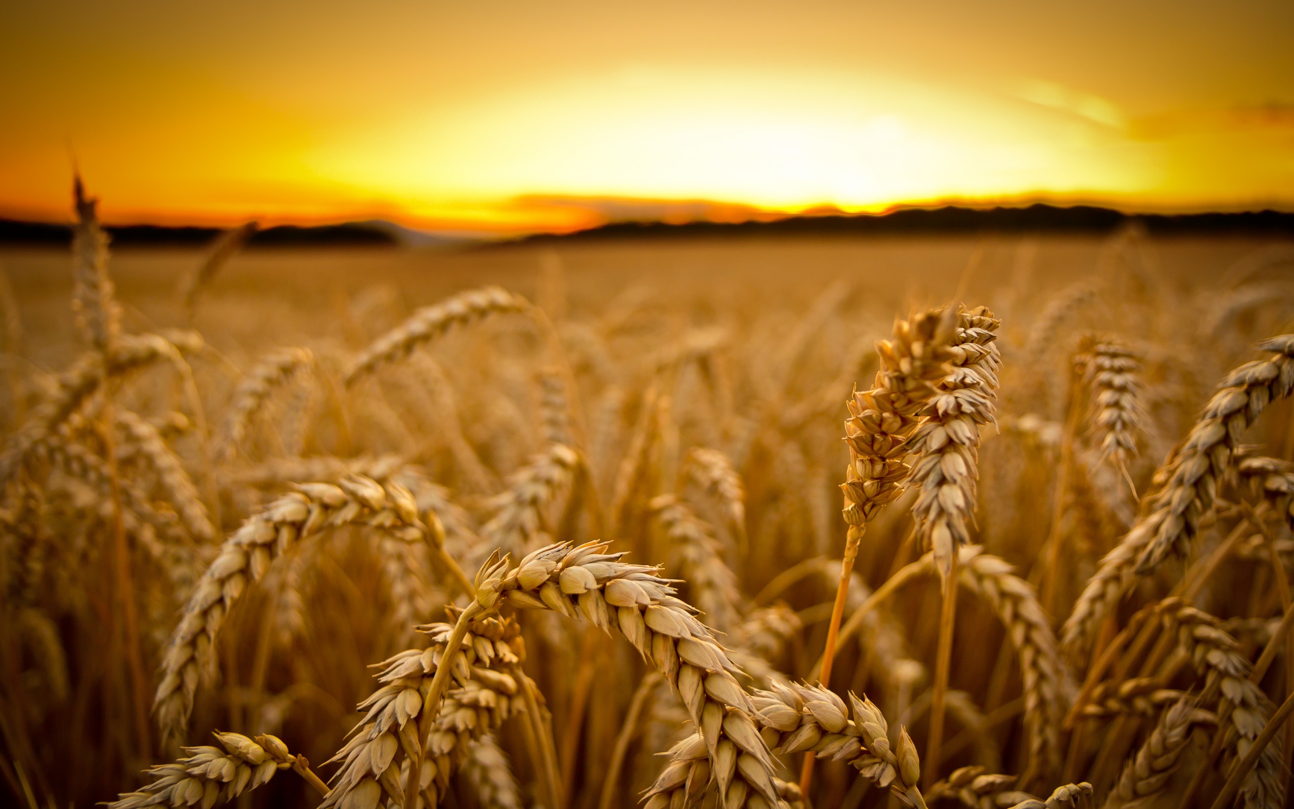 Wheat Full HD Wallpaper and Background Image | 2560x1600 | ID:382681