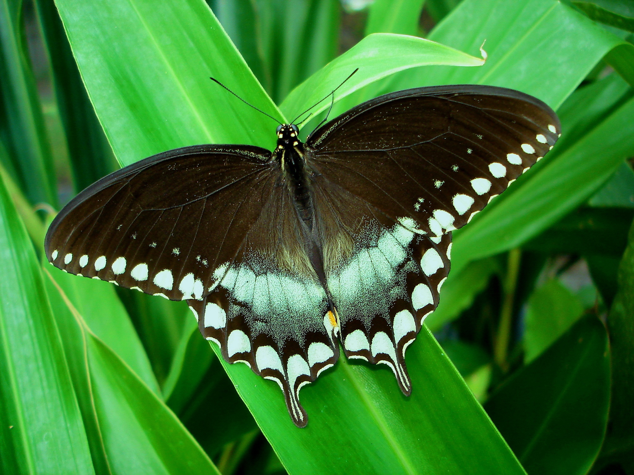 Download Animal Butterfly HD Wallpaper