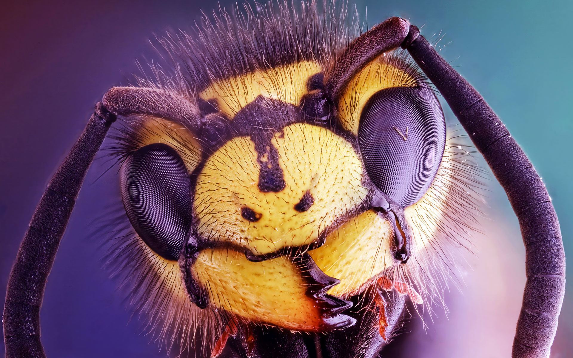 Animal Hornet HD Wallpaper | Background Image