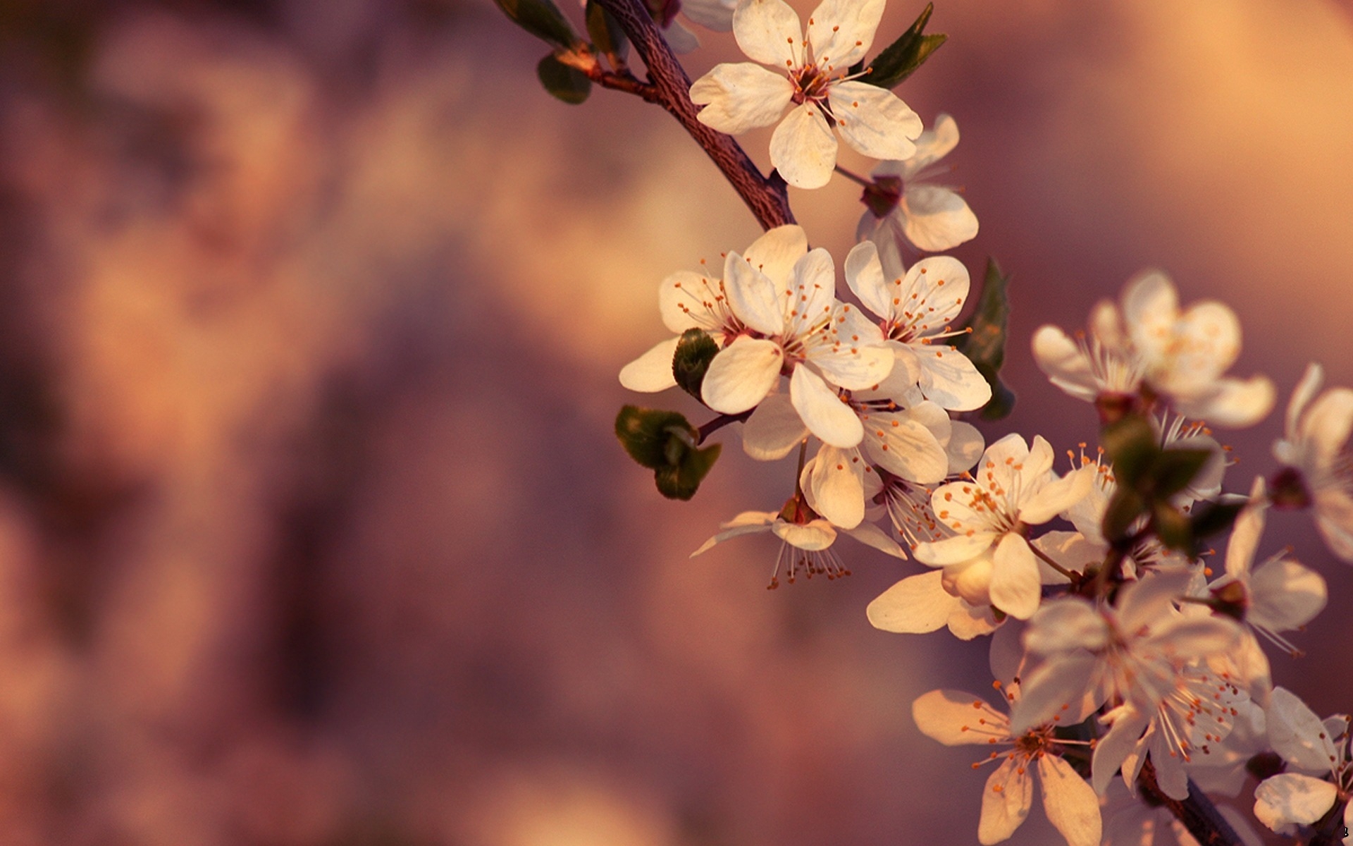 Blüte Full HD Wallpaper and Hintergrund | 1920x1200 | ID:382977