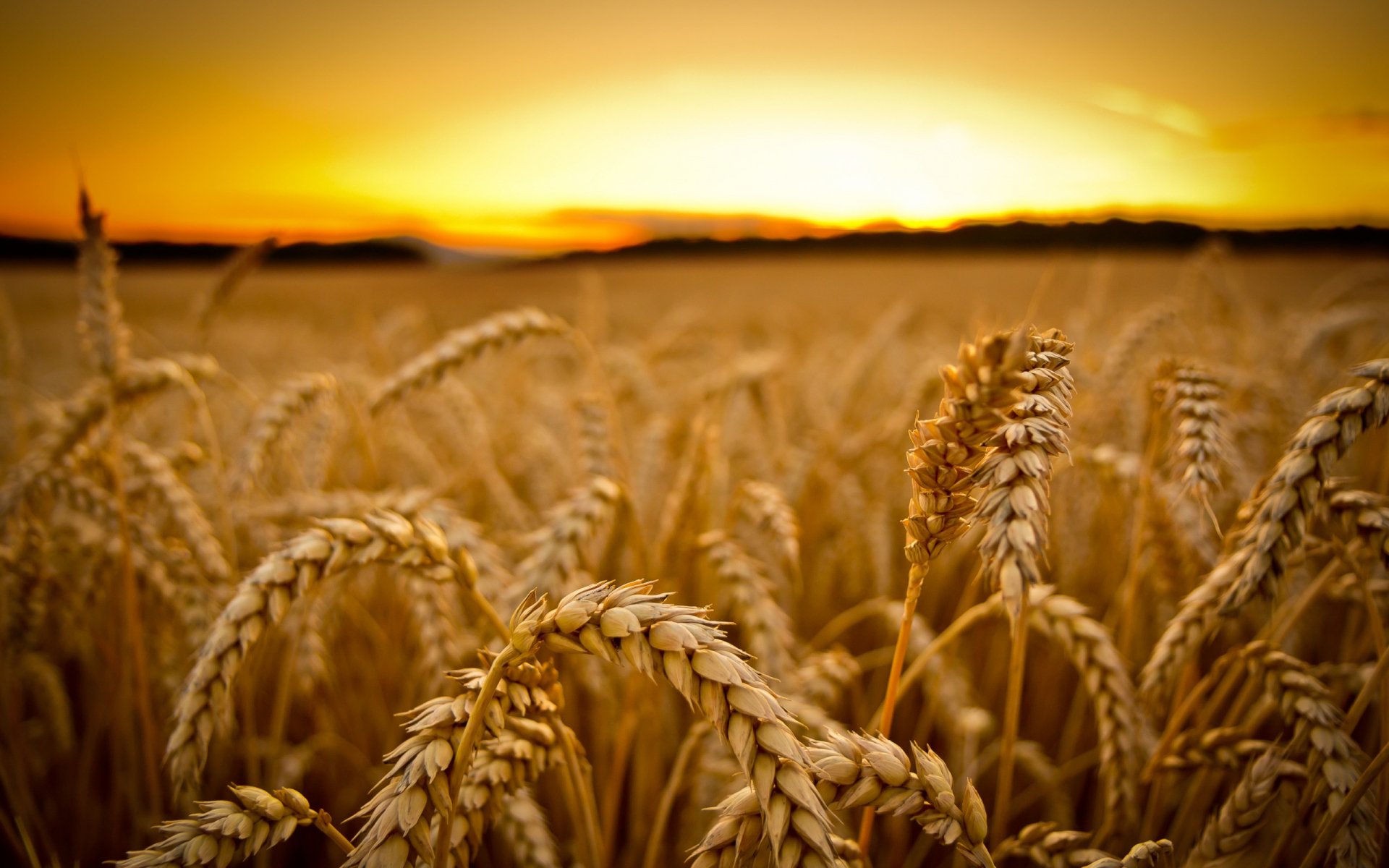 Download Nature Wheat HD Wallpaper