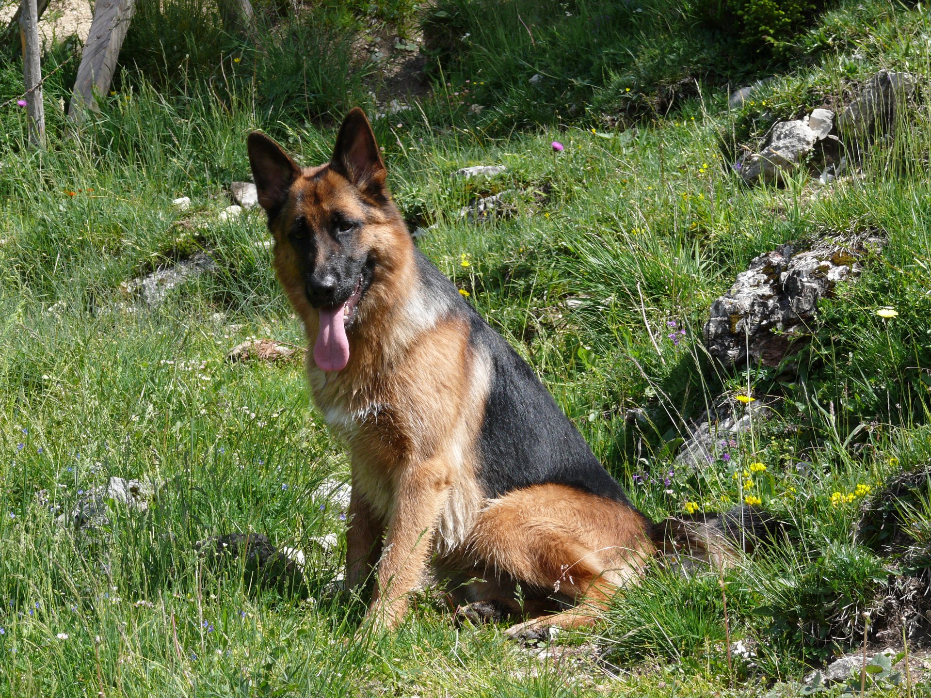 A German Shepherd sits on lush green grass, showcasing its distinctive black and tan coat, with a backdrop of rocks and wildflowers, making a captivating HD wallpaper.