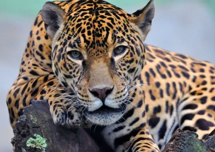 HD desktop wallpaper featuring a close-up of a jaguar resting on a log, showcasing its detailed spotted fur and intense gaze.