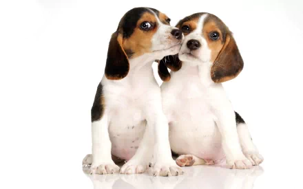 HD desktop wallpaper of two adorable beagle puppies sitting close together on a white background.