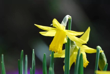 nature daffodil HD Desktop Wallpaper | Background Image