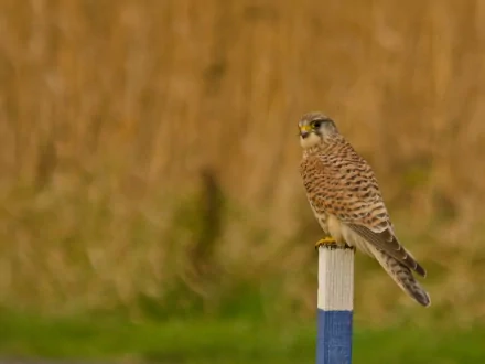 bird of prey Animal kestrel HD Desktop Wallpaper | Background Image