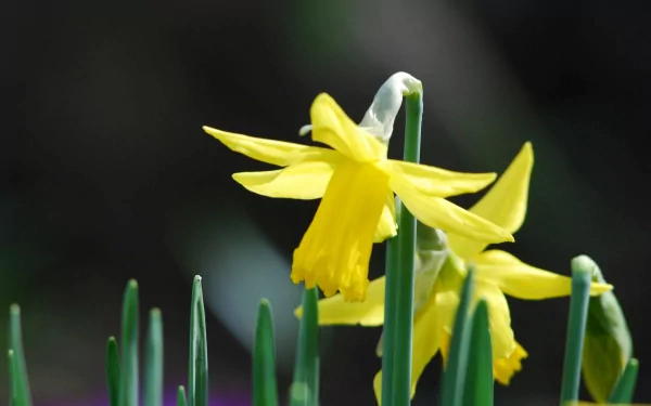 nature daffodil HD Desktop Wallpaper | Background Image
