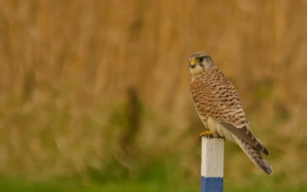 bird of prey Animal kestrel HD Desktop Wallpaper | Background Image