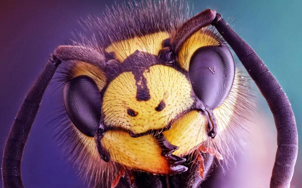 Animal hornet HD Desktop Wallpaper | Background Image