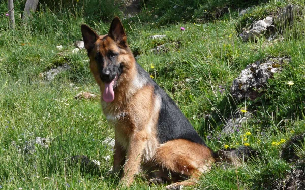 A German Shepherd sits on lush green grass, showcasing its distinctive black and tan coat, with a backdrop of rocks and wildflowers, making a captivating HD wallpaper.