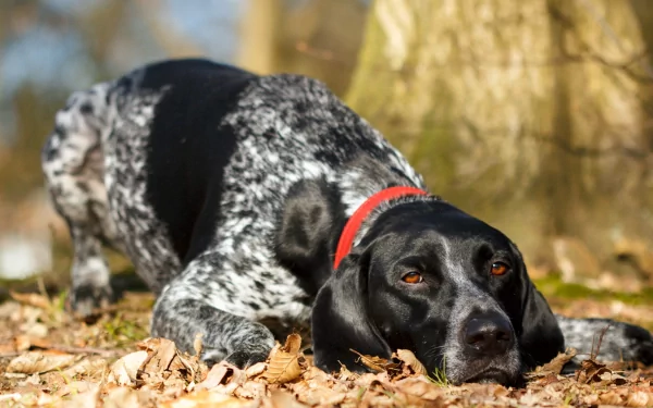dog Animal german shorthaired pointer HD Desktop Wallpaper | Background Image